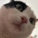 cat_stare_monka