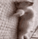 :gatodead: