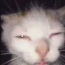 meow_le Discord emoji