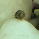 snailrock