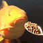 lowk_eat animated Discord emote | Failed Abortions pt.3