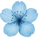 Bluesakuraflower