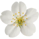 Whitesakuraflower