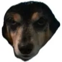 cookie