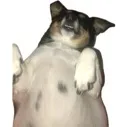cookie