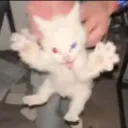 crazycat
