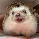 Hog