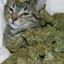 kushcat kushcat
