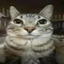 pretenderscat