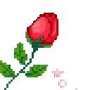 roseblossom