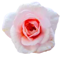 rose_2