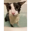 soggy_cat
