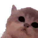 kittyJam