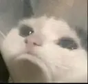 cat_sad cat_sad