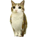 Meowl