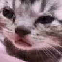 cryingkitten
