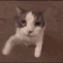 kissi