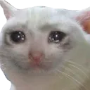 sadcat