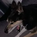 buddy