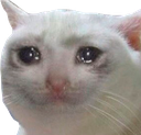 :blossom_sad_cat: