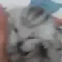 catscream