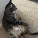 fatchud
