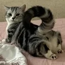 pose