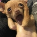 A small brown chihuahua with its mouth wide open and paws held up to its face in a shocked expression.
