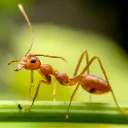 ant