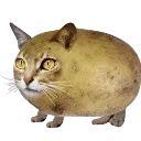 cattatothethird cattatothethird
