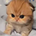 angybabby