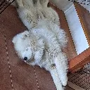 MishkaStretch