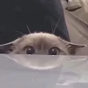 peakcat