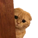 catpeek Discord Emoji from ♡ Dhadkan || Chill・Social・Dating・Hindi・Fun・Active・VC