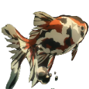 :NishikiFish: