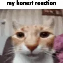 MyHonestReaction