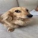 cachorropaia