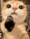 cat_holdinggun Discord emoji