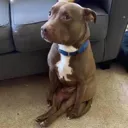 sittinggay