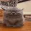 smilecat smilecat