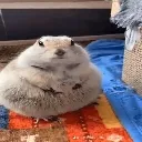 squirel