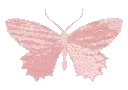 p_butterfly02