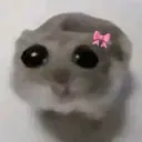 Hamster