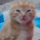 109667kittyconfused