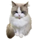 239780cutecattongue