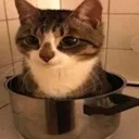 catcooked