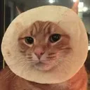 tortillahead