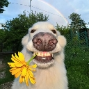 A white dog with a wide, toothy, human-like grin holding a yellow flower in its mouth.