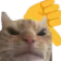 sclThumbsDownCat