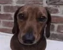dumbdog